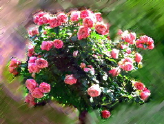 roseendxy roseendxy